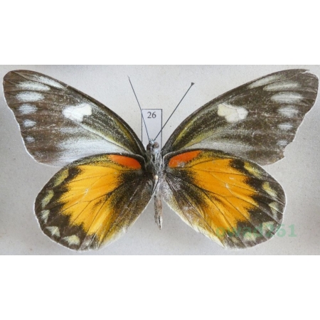Delias zebuda Hewitson, 1862 male reverse Indonesia, Sulawesi26